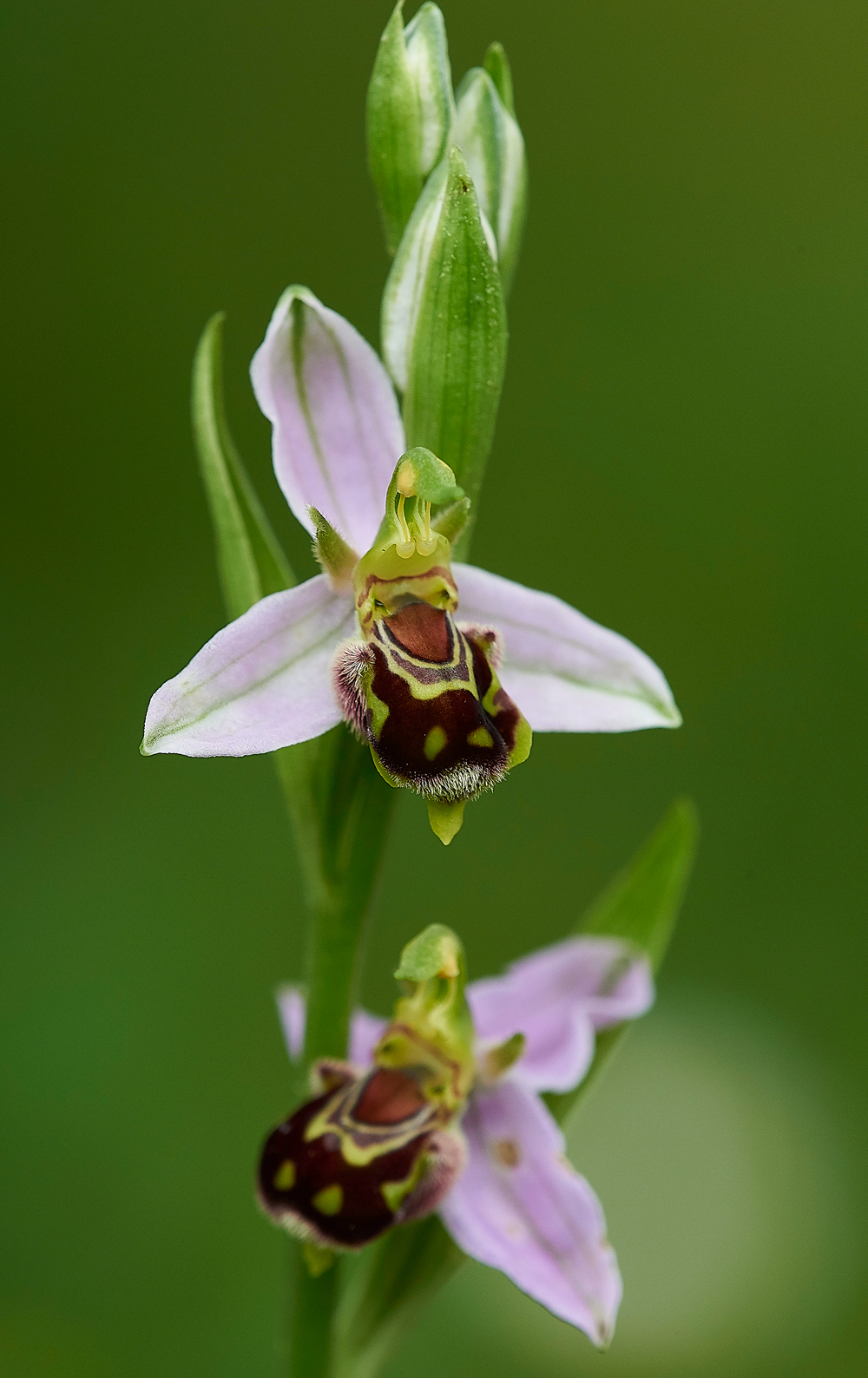BeeOrchid190618-6