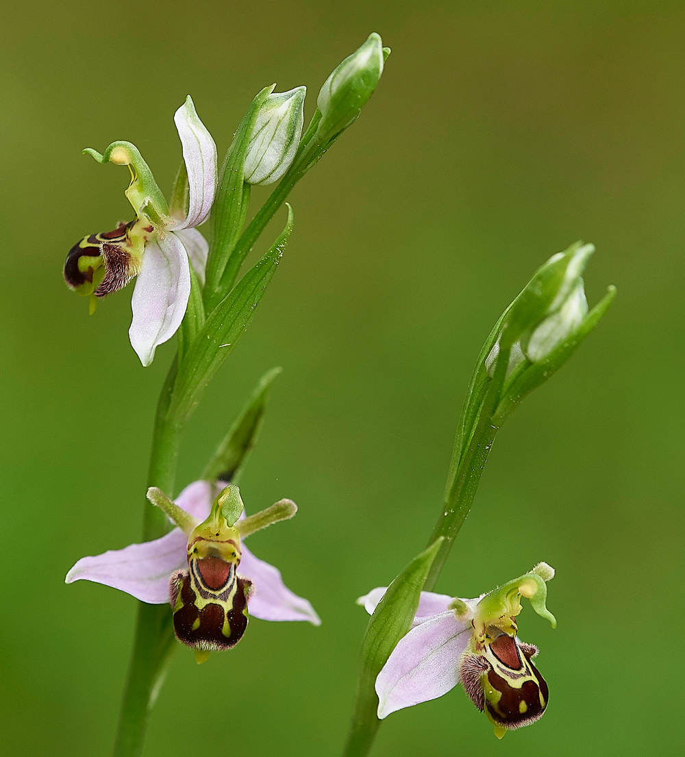 BeeOrchid190618-8