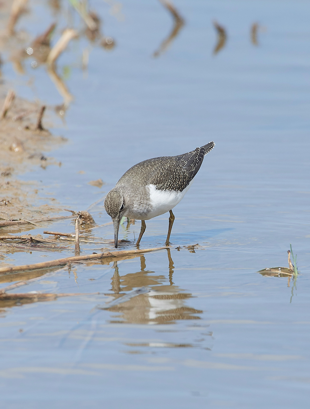 CleyCommonSandpiper080818-1