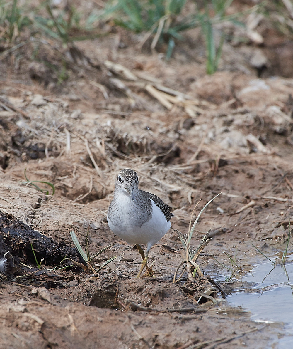 CleyCommonSandpiper080818-11
