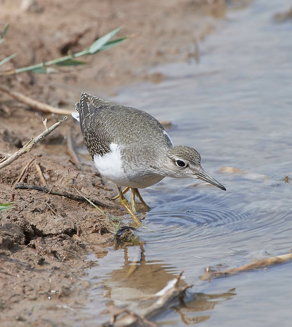 CleyCommonSandpiper080818-13