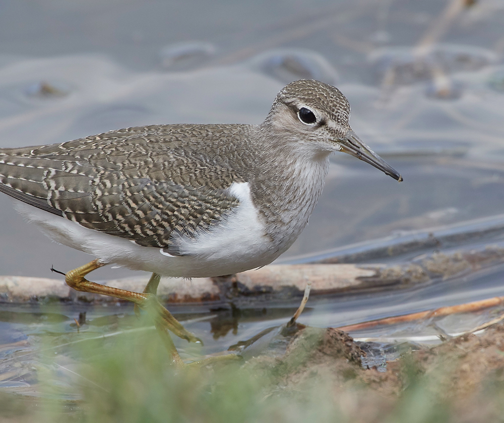 CleyCommonSandpiper080818-14