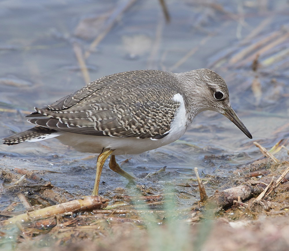 CleyCommonSandpiper080818-15