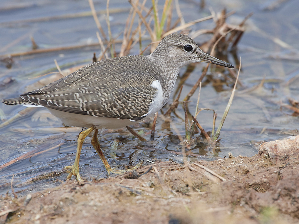 CleyCommonSandpiper080818-17