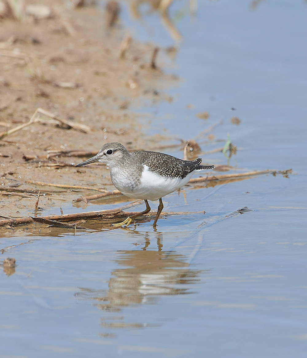 CleyCommonSandpiper080818-2