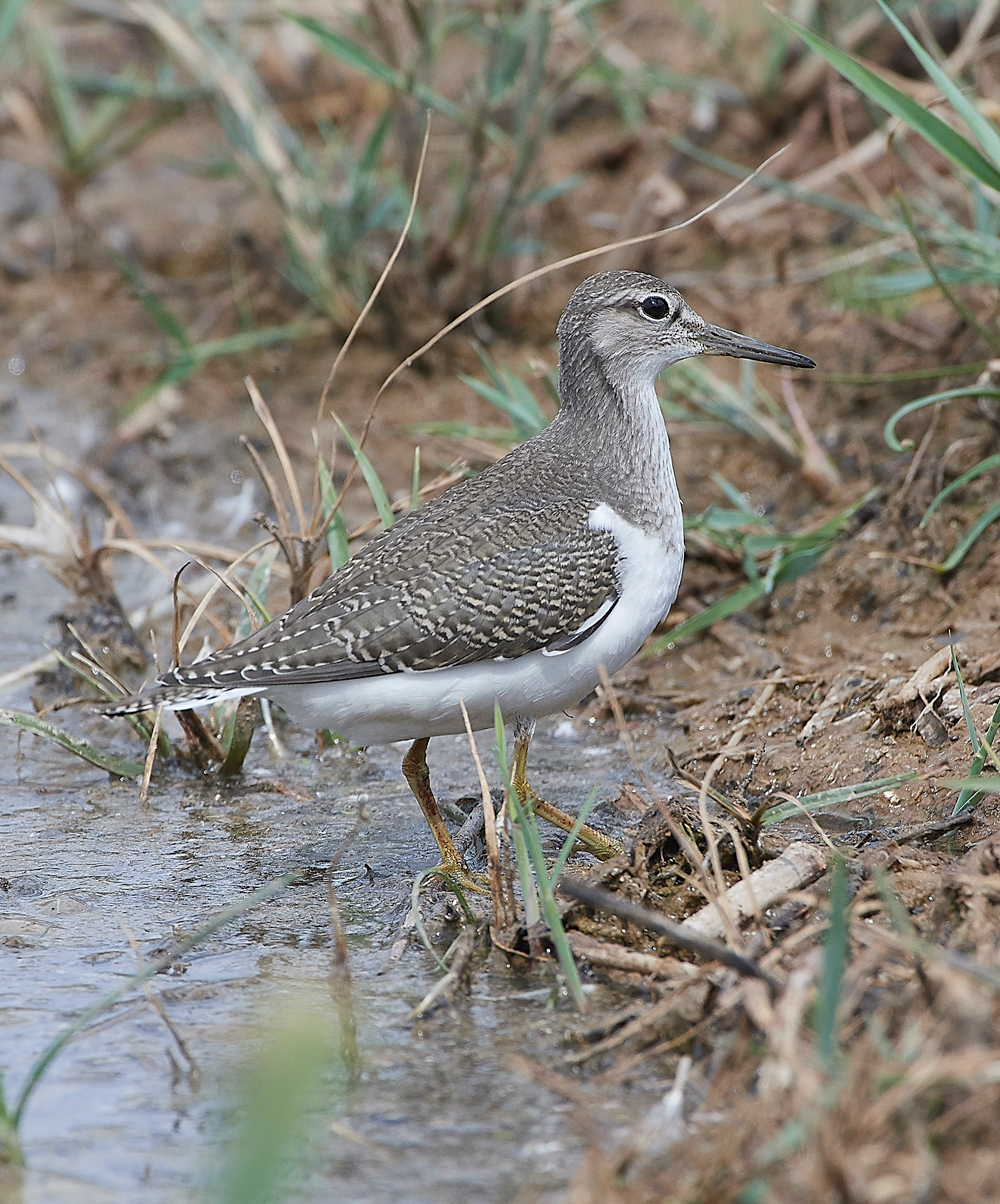 CleyCommonSandpiper080818-20
