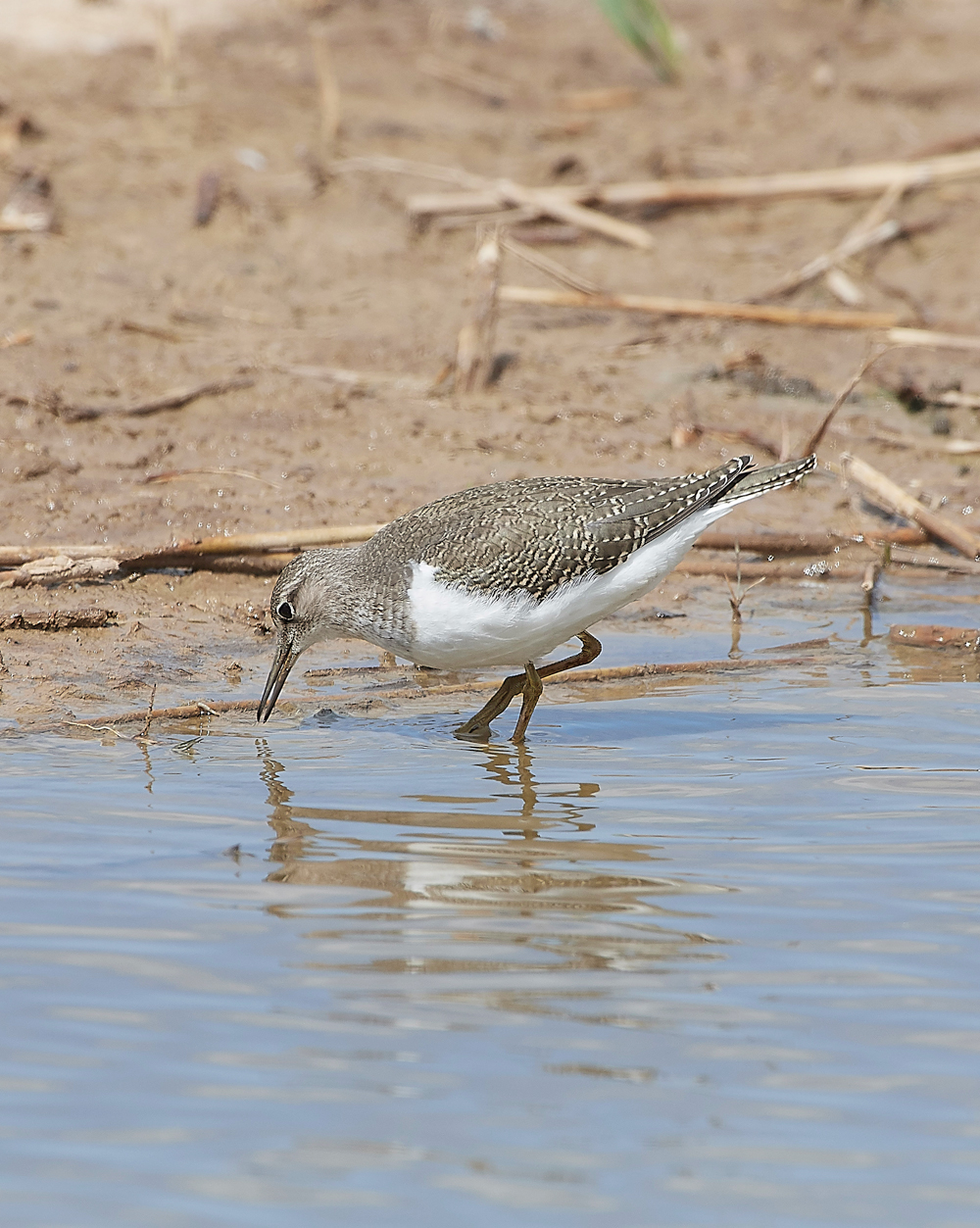 CleyCommonSandpiper080818-3