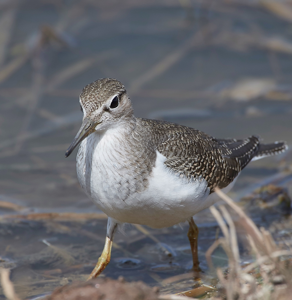 CleyCommonSandpiper080818-6