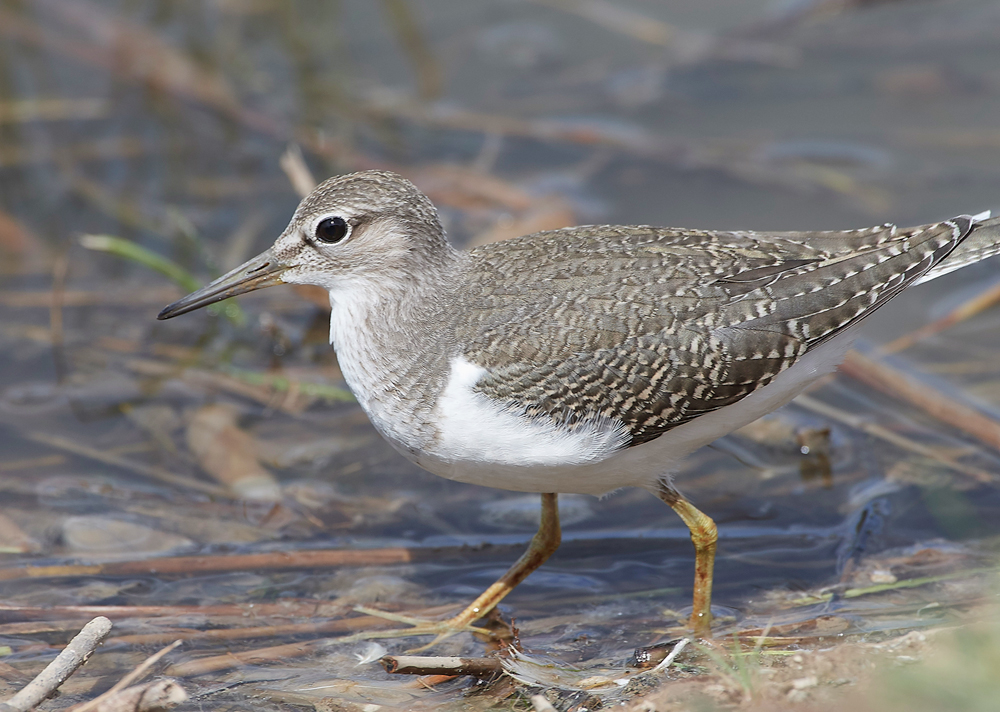 CleyCommonSandpiper080818-7