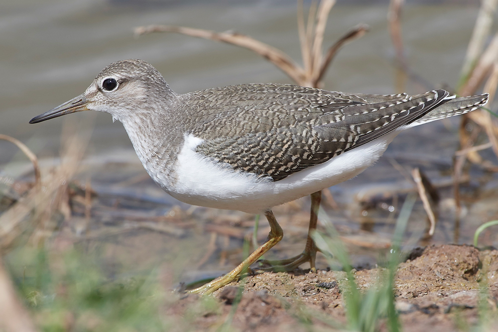CleyCommonSandpiper080818-8