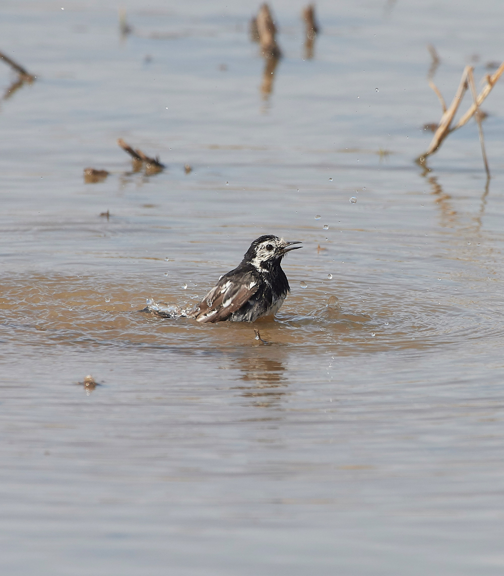 CleyPiedWagtail060818-1