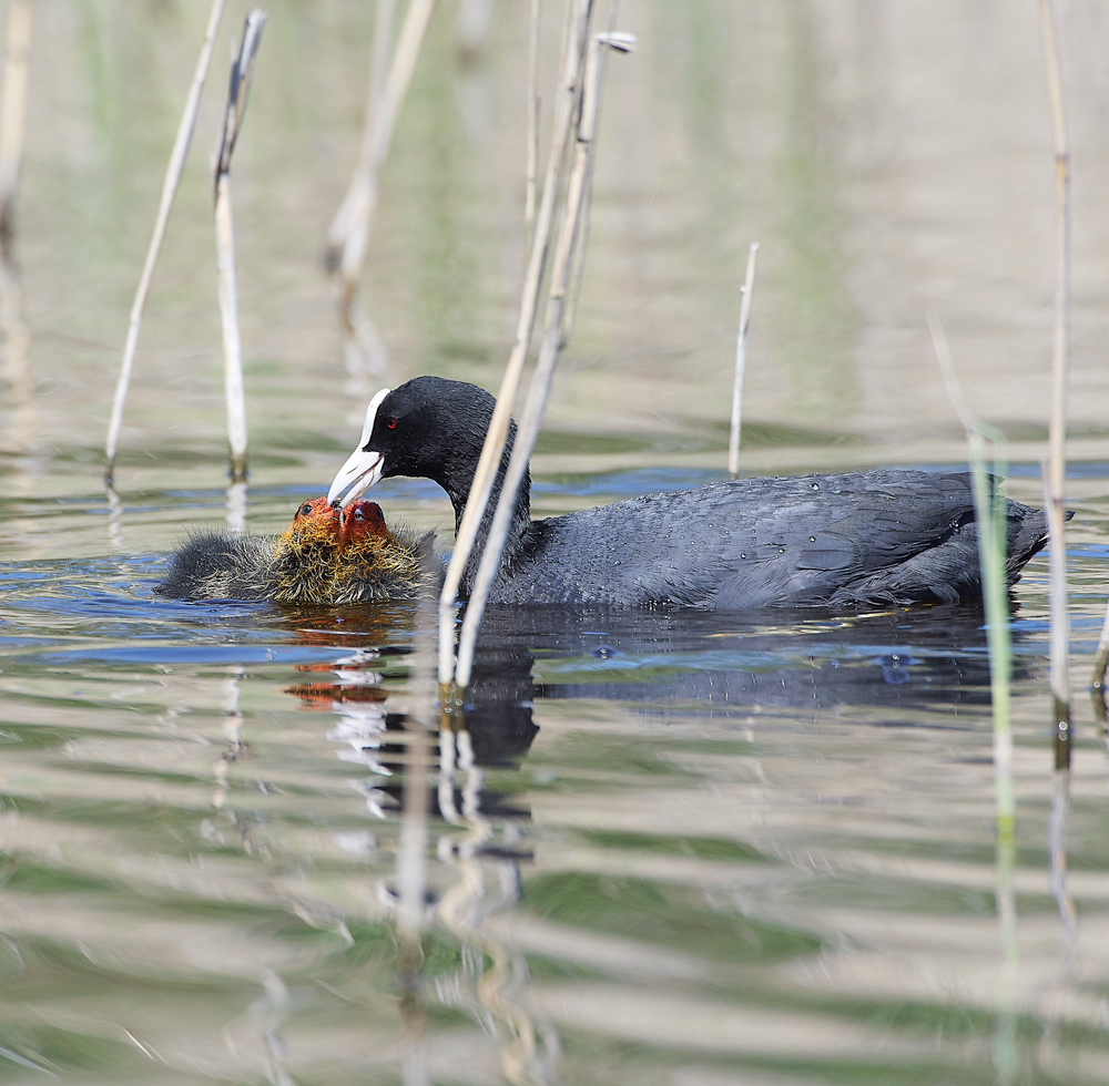 Coot070518-12S