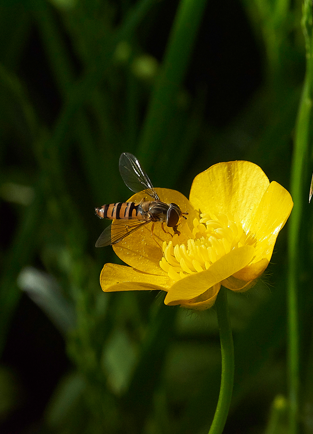 Hoverfly270518-2