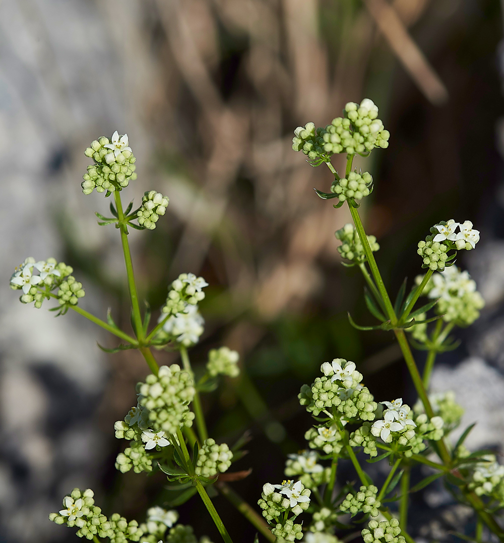 HuttonRoofBedstraw290518-1