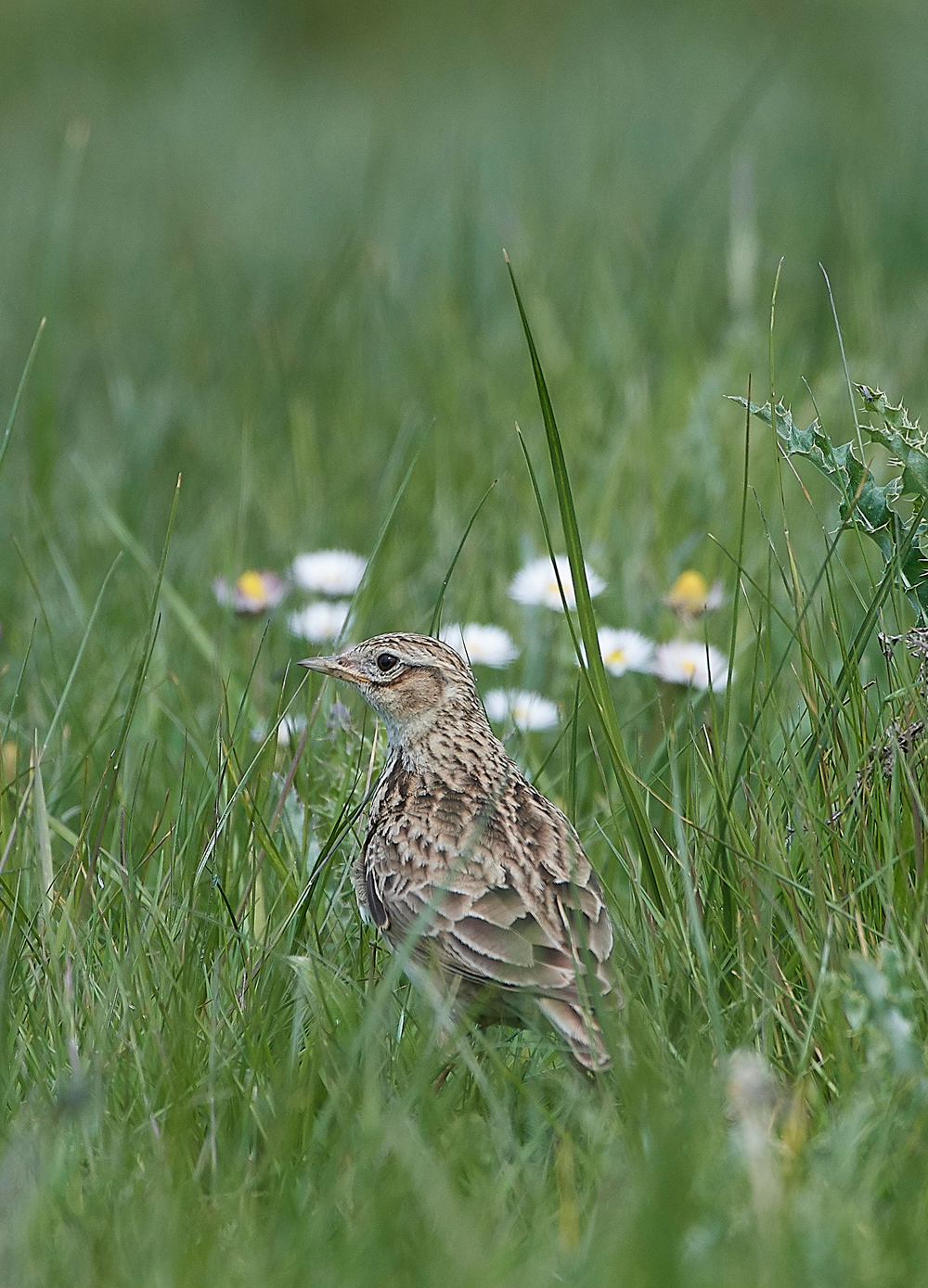 MeadowPipit210518-2