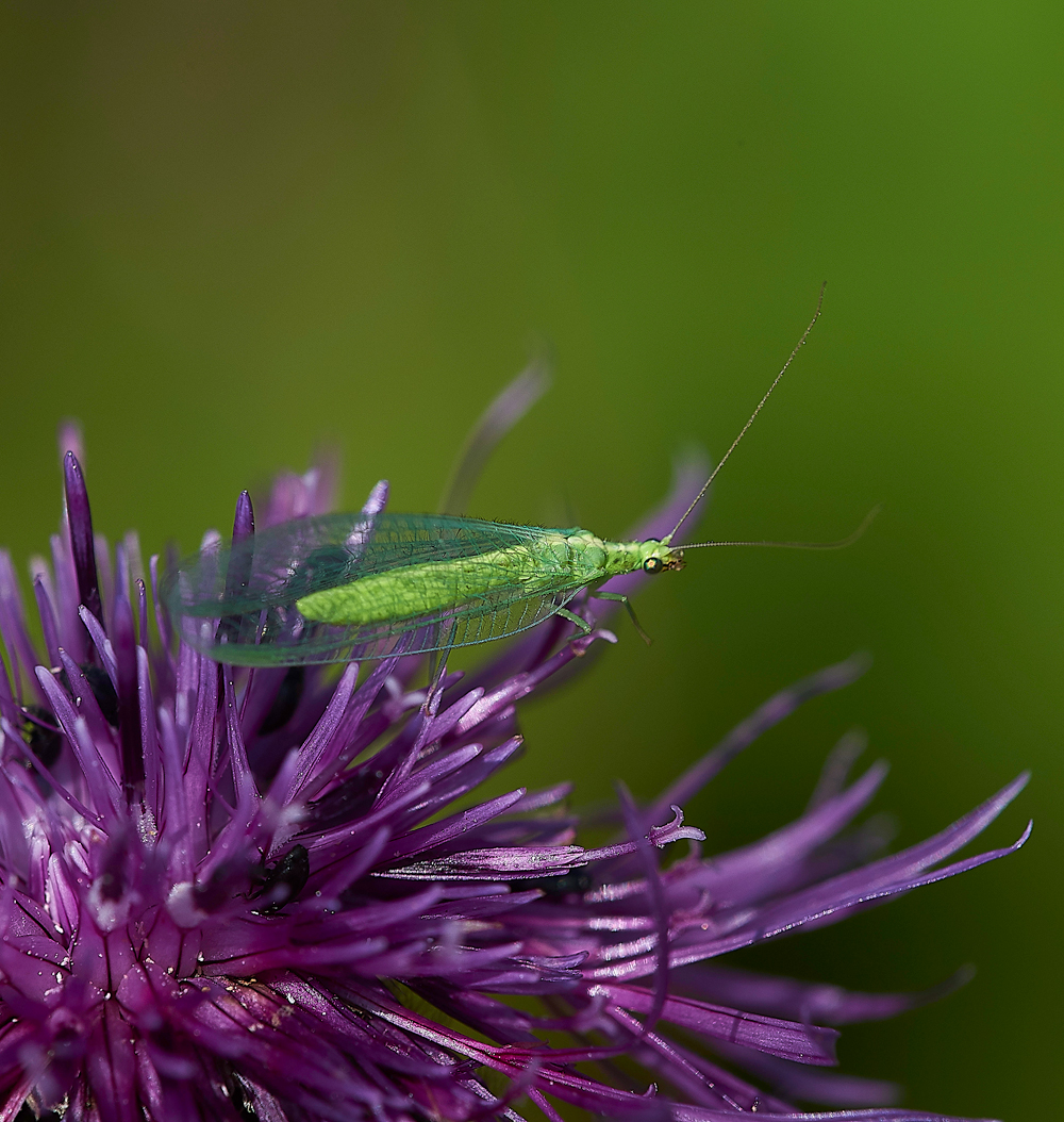 MettonGreenFly050718-1