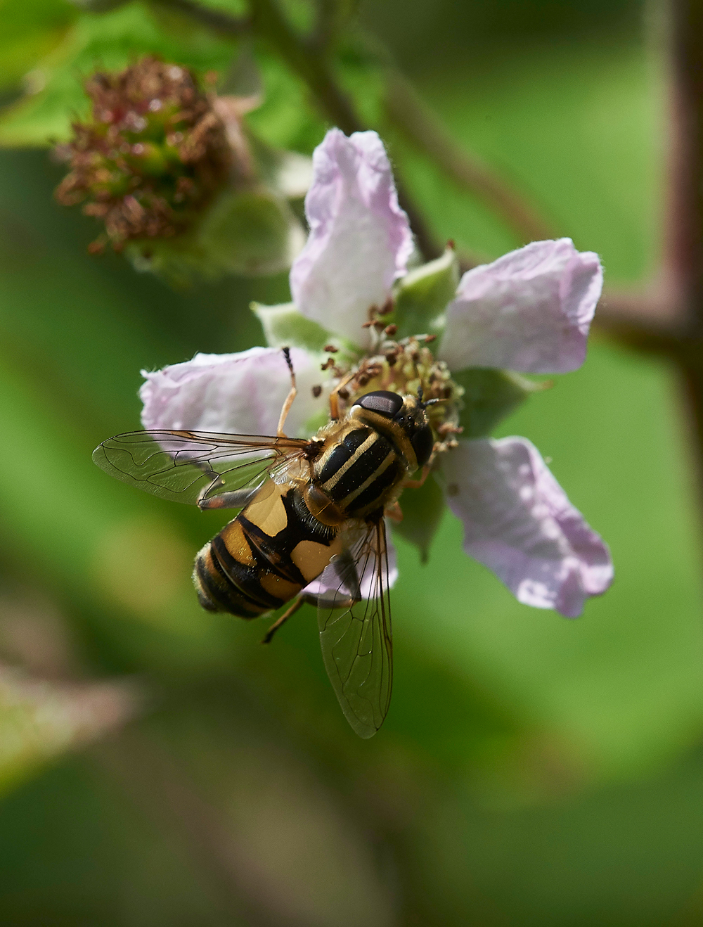 StonePitWoodHoverfly2050718-1