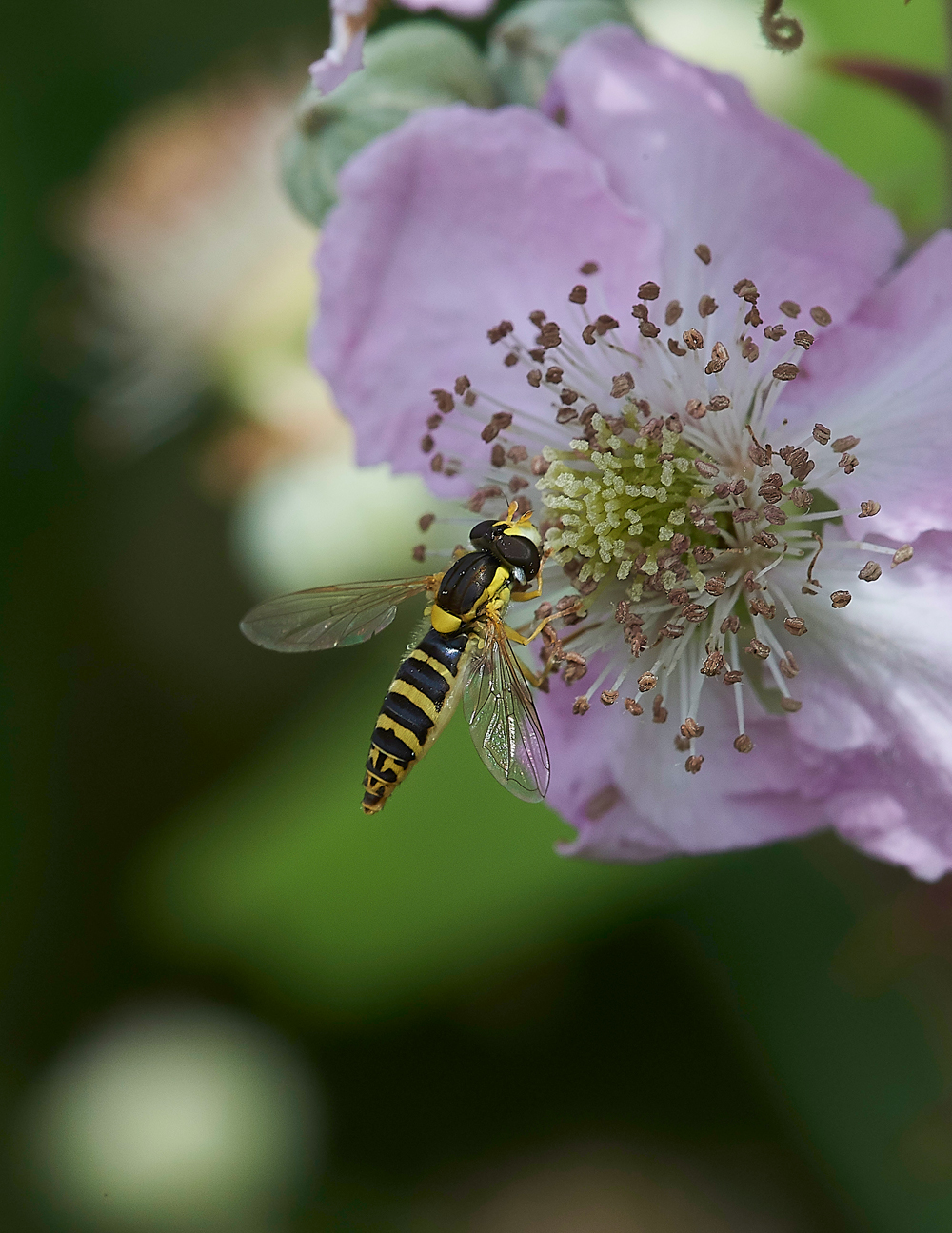TheIronRdHoverfly080718-2