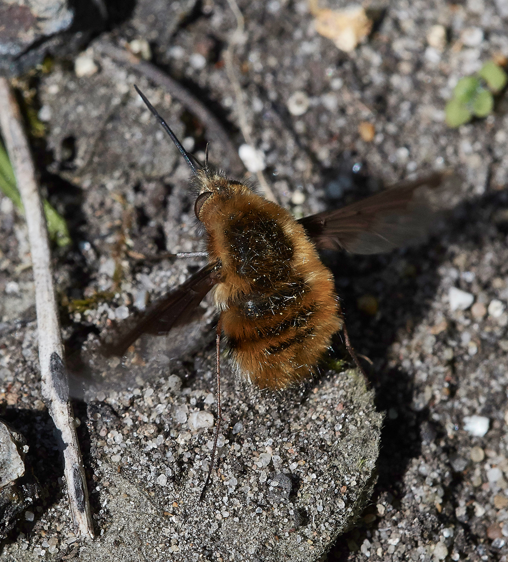 BeeFly070518-11
