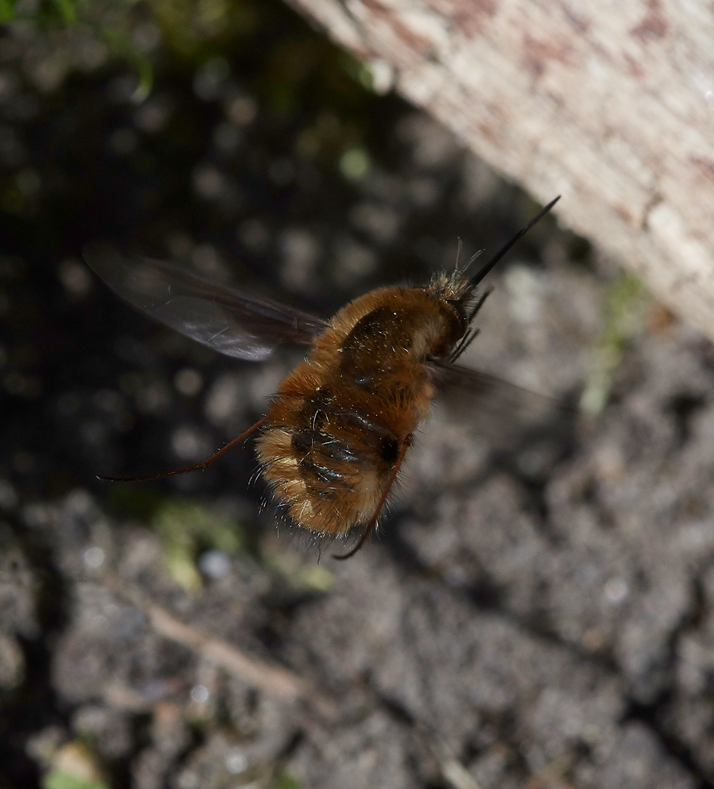 BeeFly070518-4
