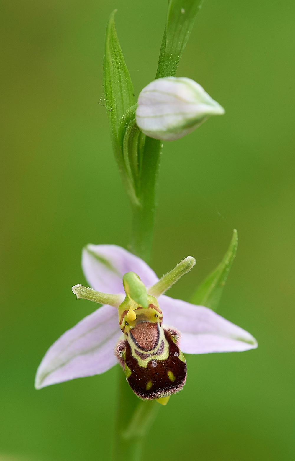 BeeOrchid190618-10