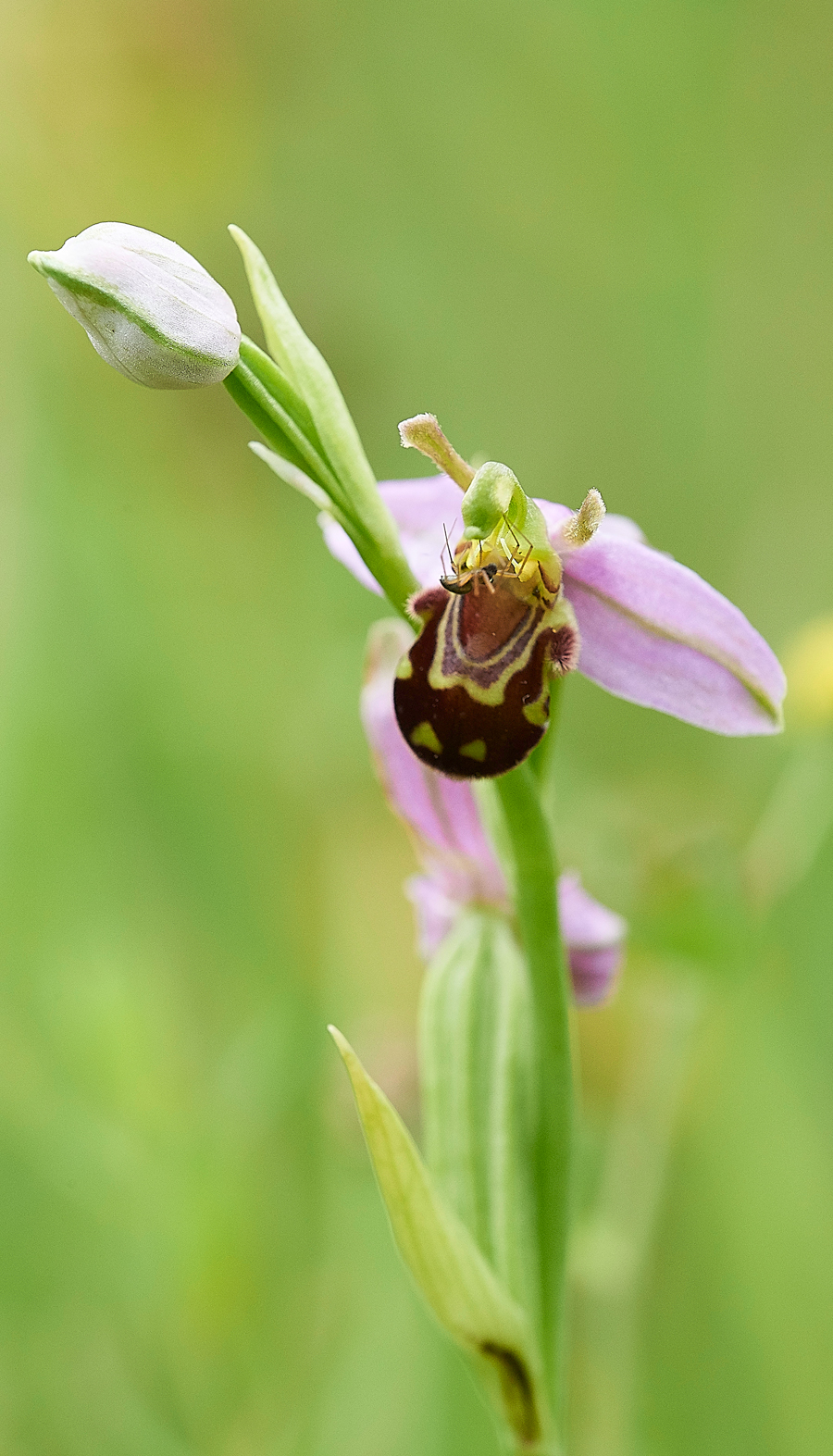 BeeOrchid190618-2