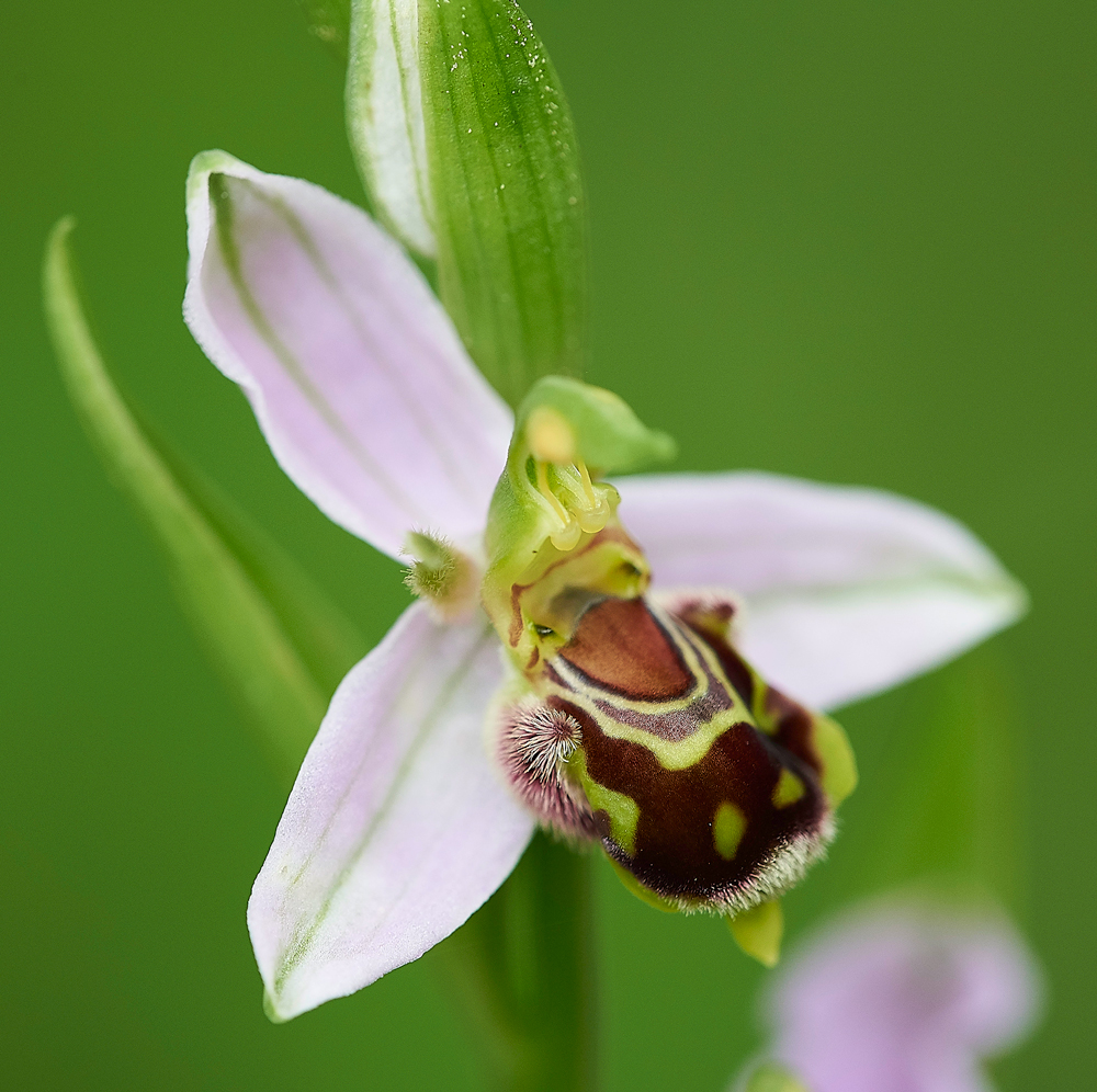 BeeOrchid190618-7