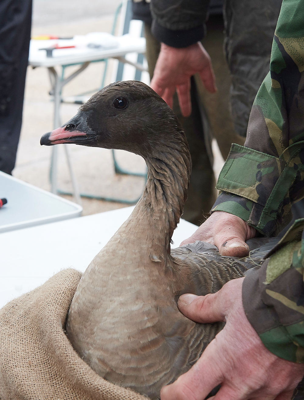 BurnhamMarketPinkfeet011218-15