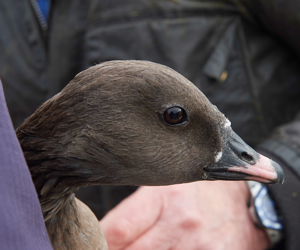 BurnhamMarketPinkfeet011218-23