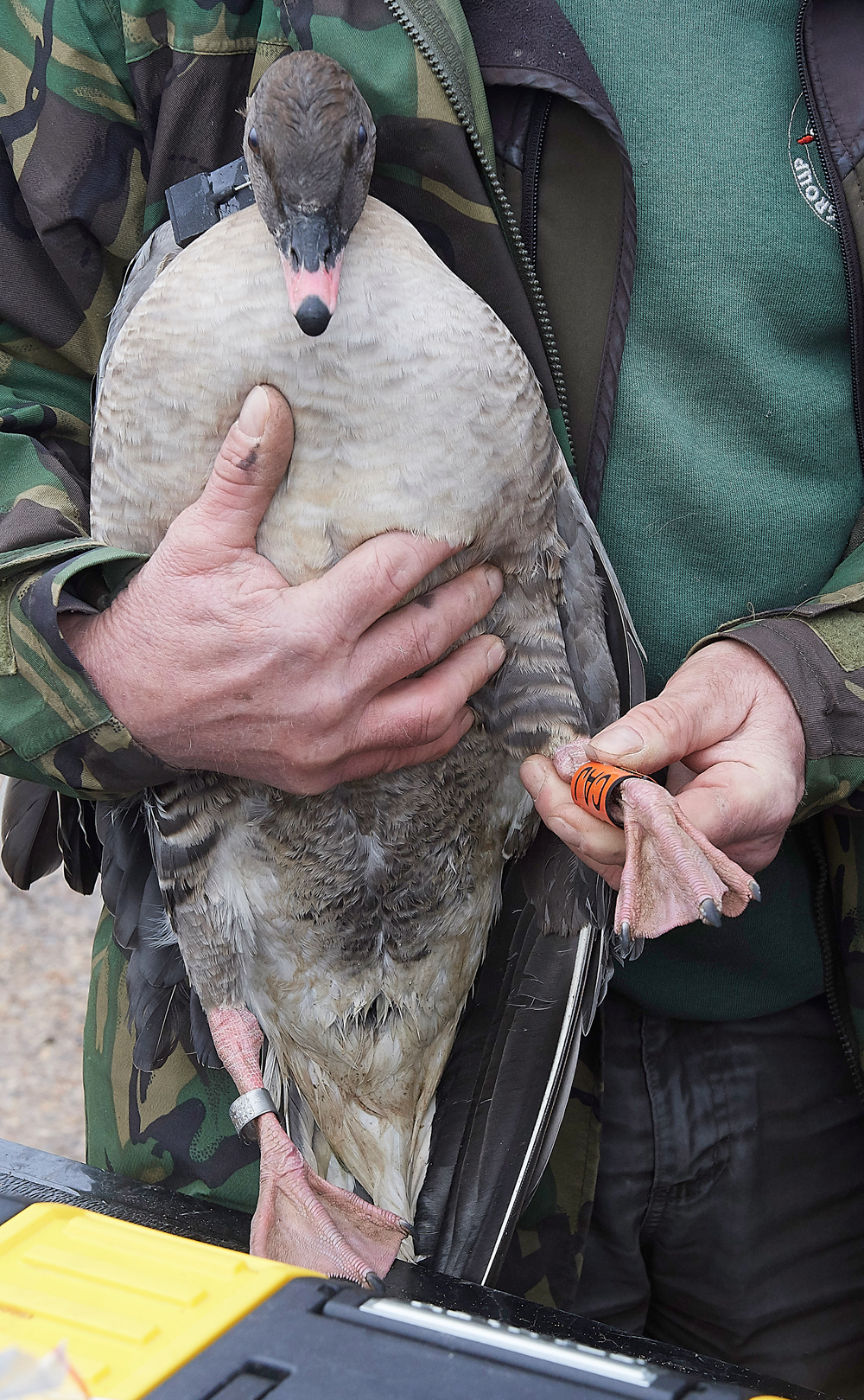 BurnhamMarketPinkfeet011218-27