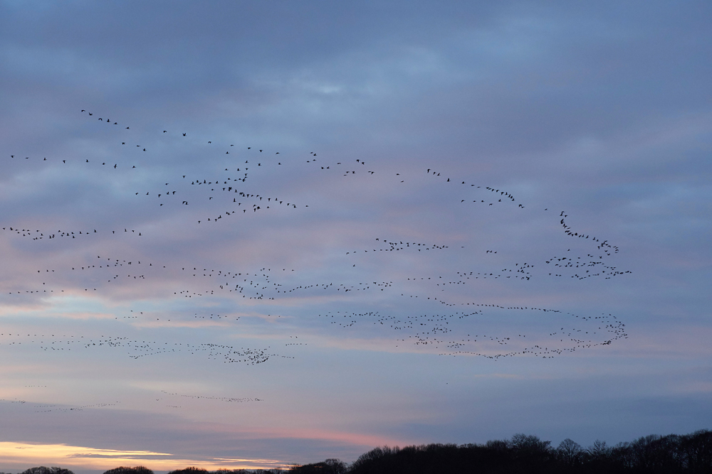 BurnhamMarketPinkfeet011218-3