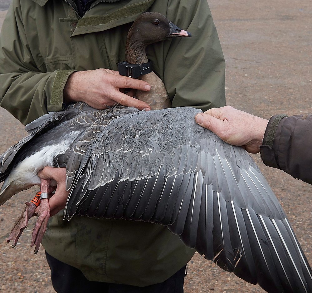 BurnhamMarketPinkfeet011218-33