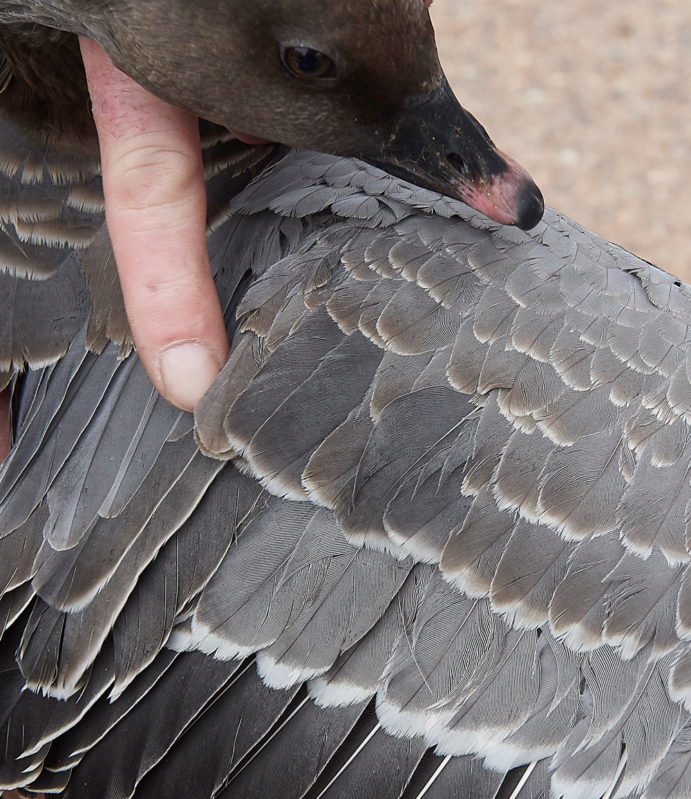 BurnhamMarketPinkfeet011218-36