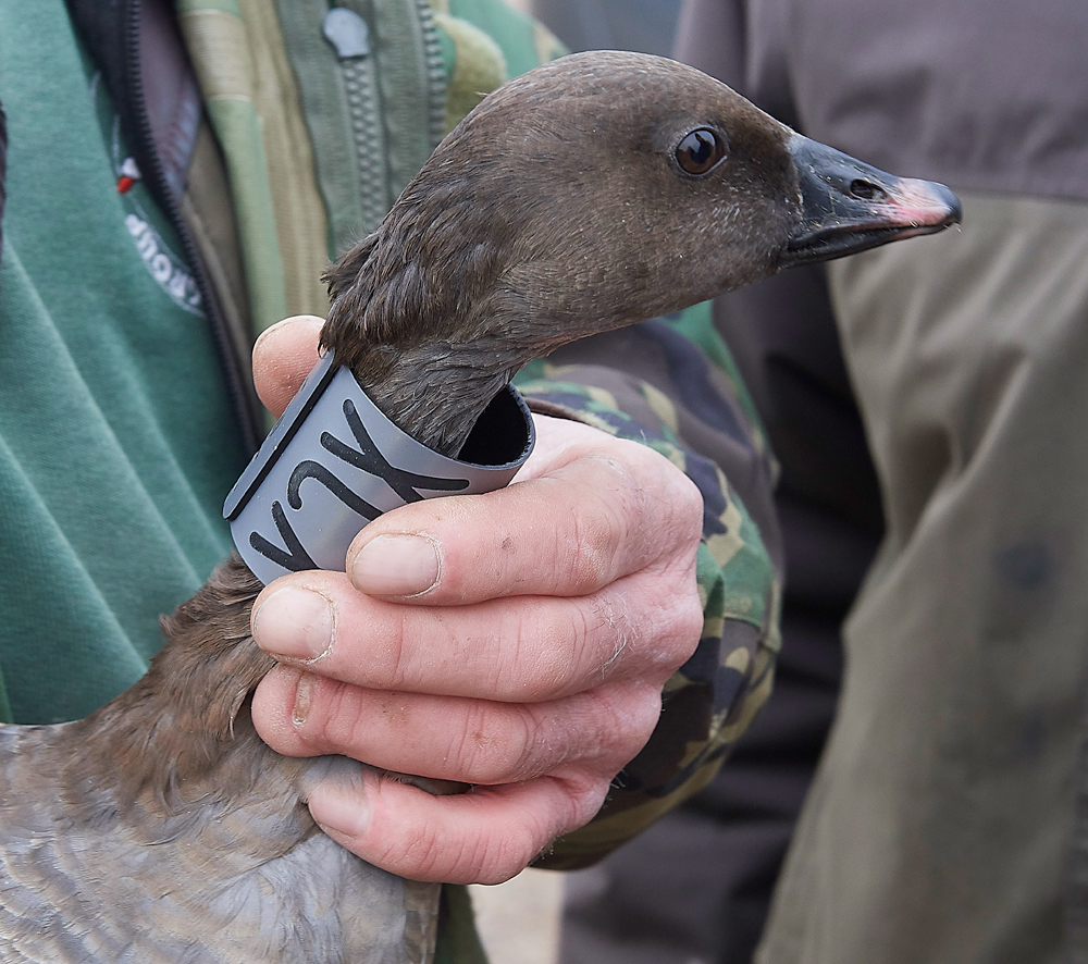 BurnhamMarketPinkfeet011218-39