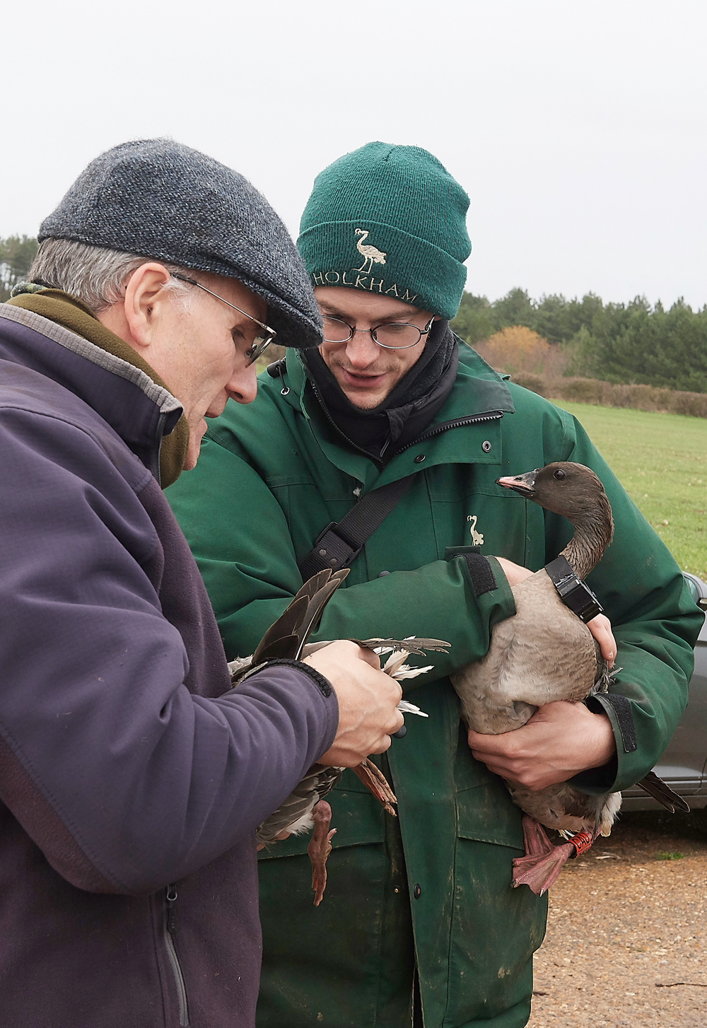 BurnhamMarketPinkfeet011218-40