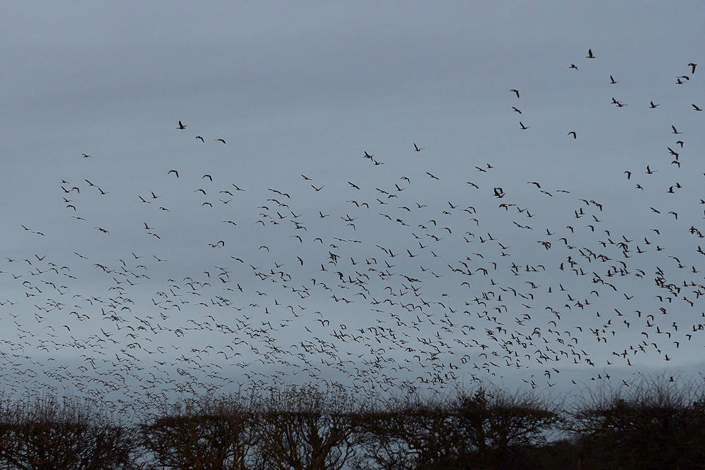 BurnhamMarketPinkfeet011218-5