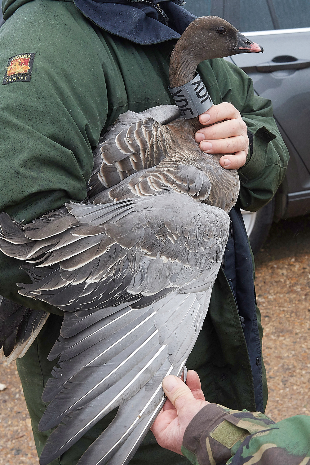 BurnhamMarketPinkfeet011218-55