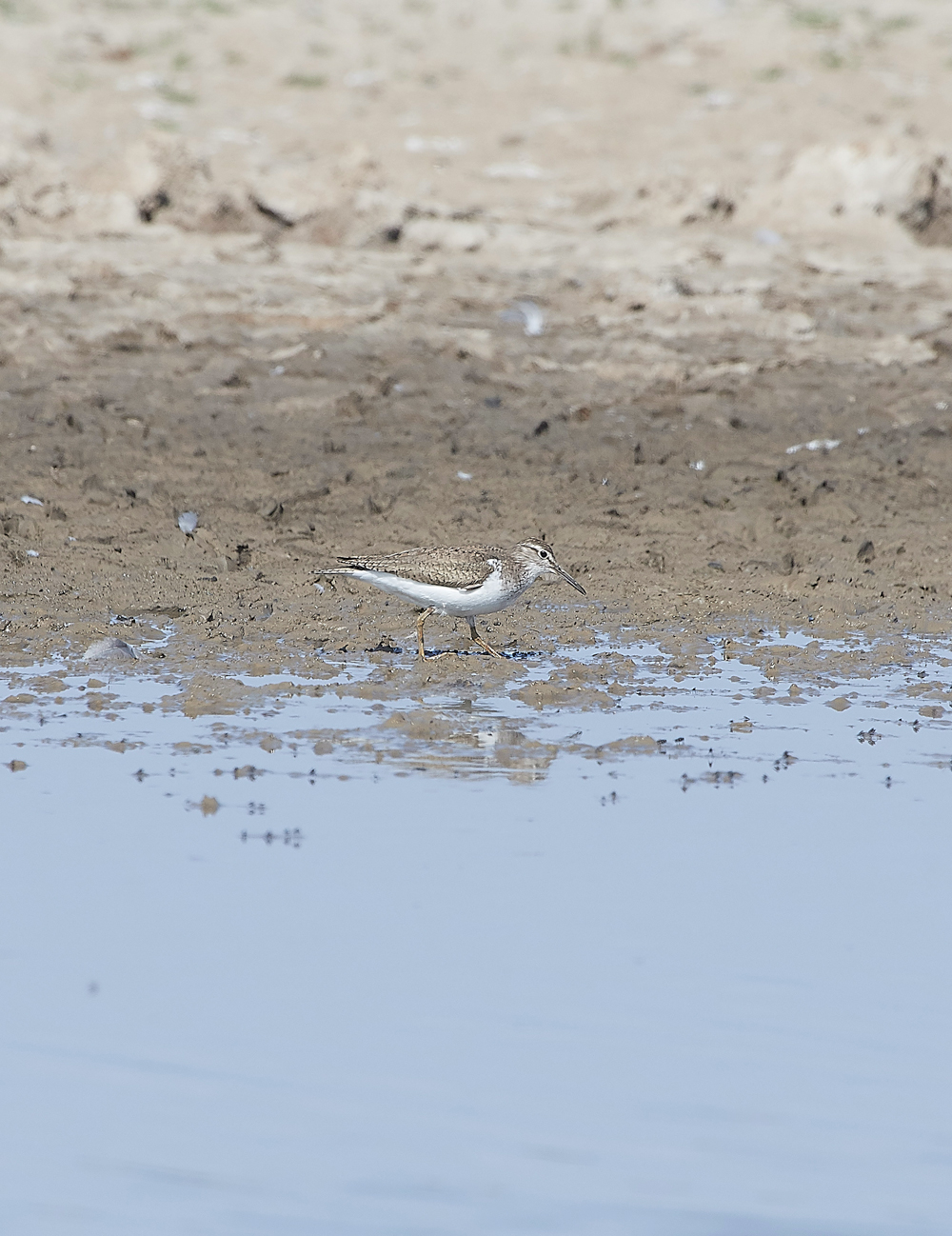 CleyCommonSandpiper060818-1