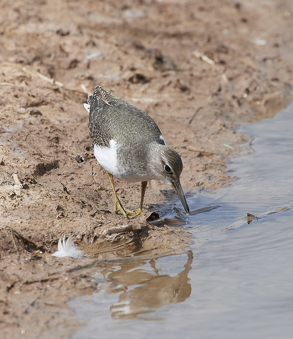 CleyCommonSandpiper080818-12