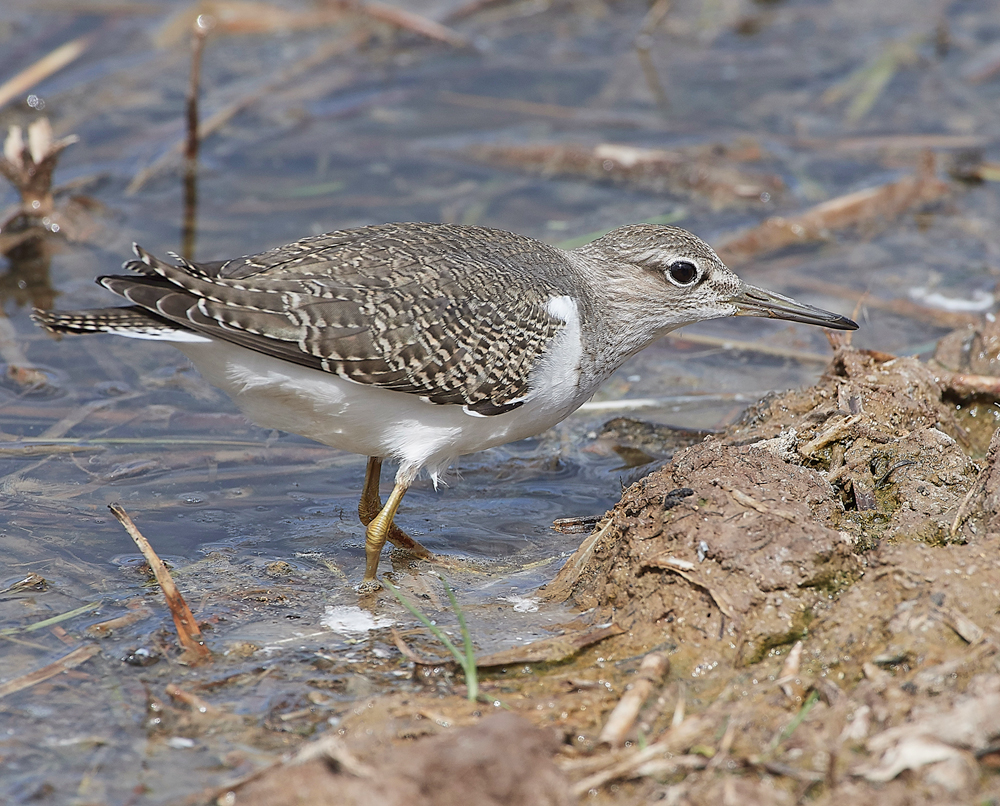 CleyCommonSandpiper080818-18