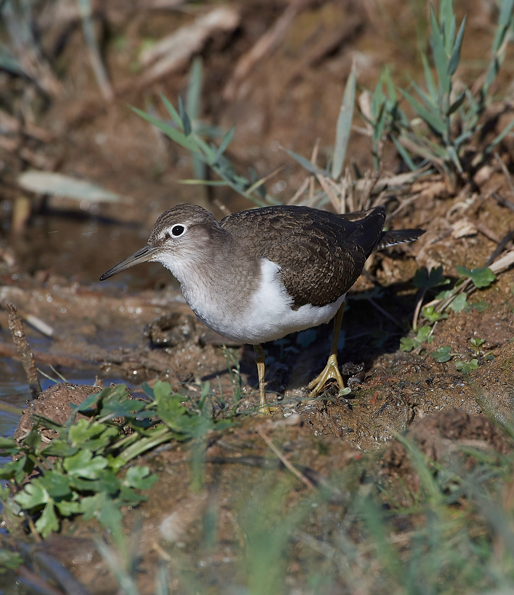 CleyCommonSandpiper240918-3