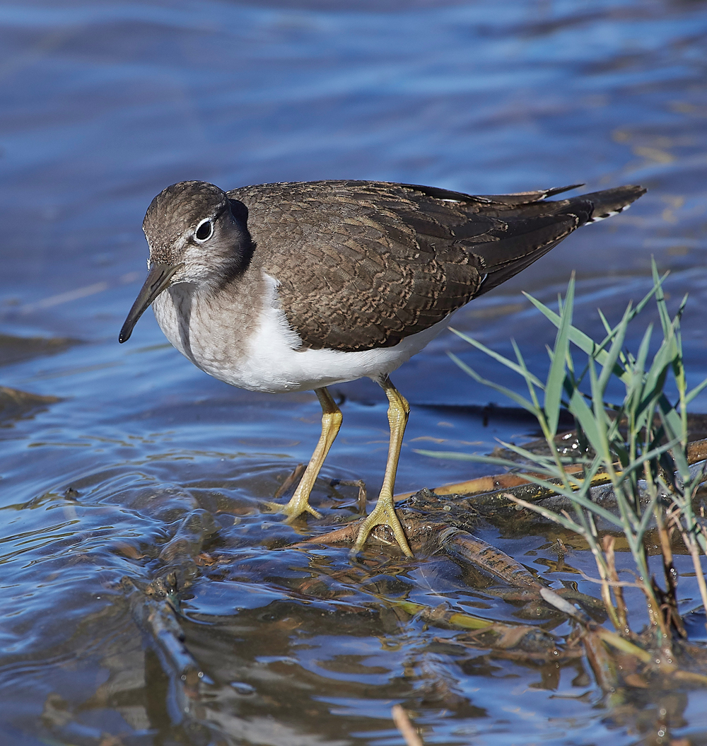 CleyCommonSandpiper240918-4