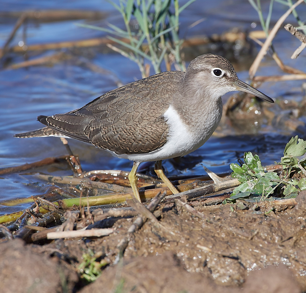 CleyCommonSandpiper240918-6