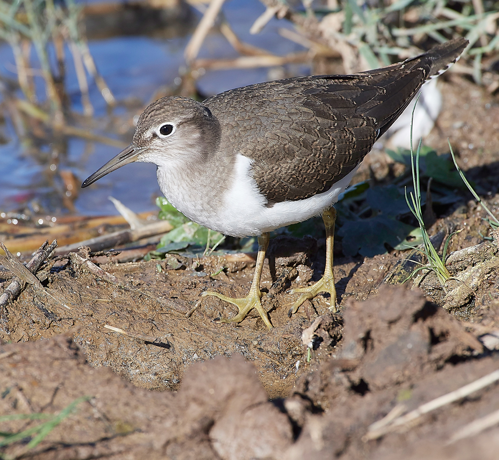 CleyCommonSandpiper240918-7
