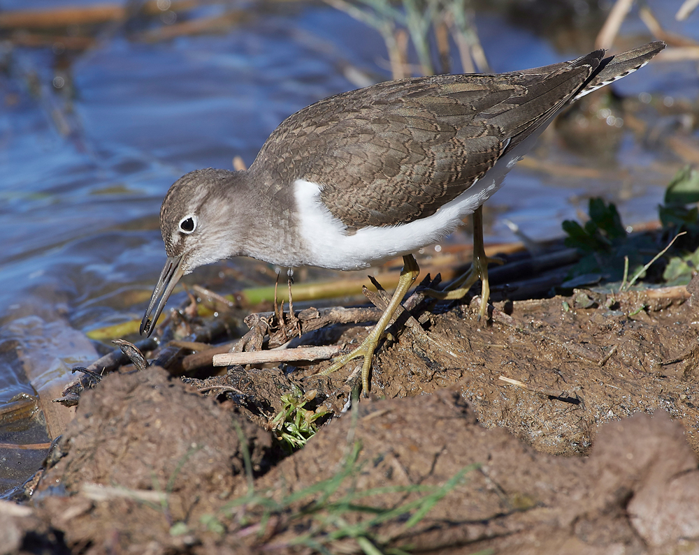 CleyCommonSandpiper240918-8