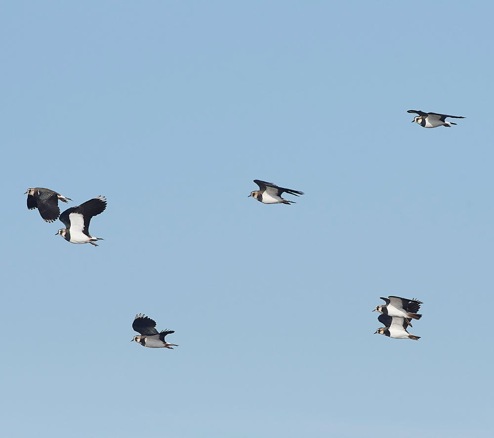 CleyLapwing241018-1