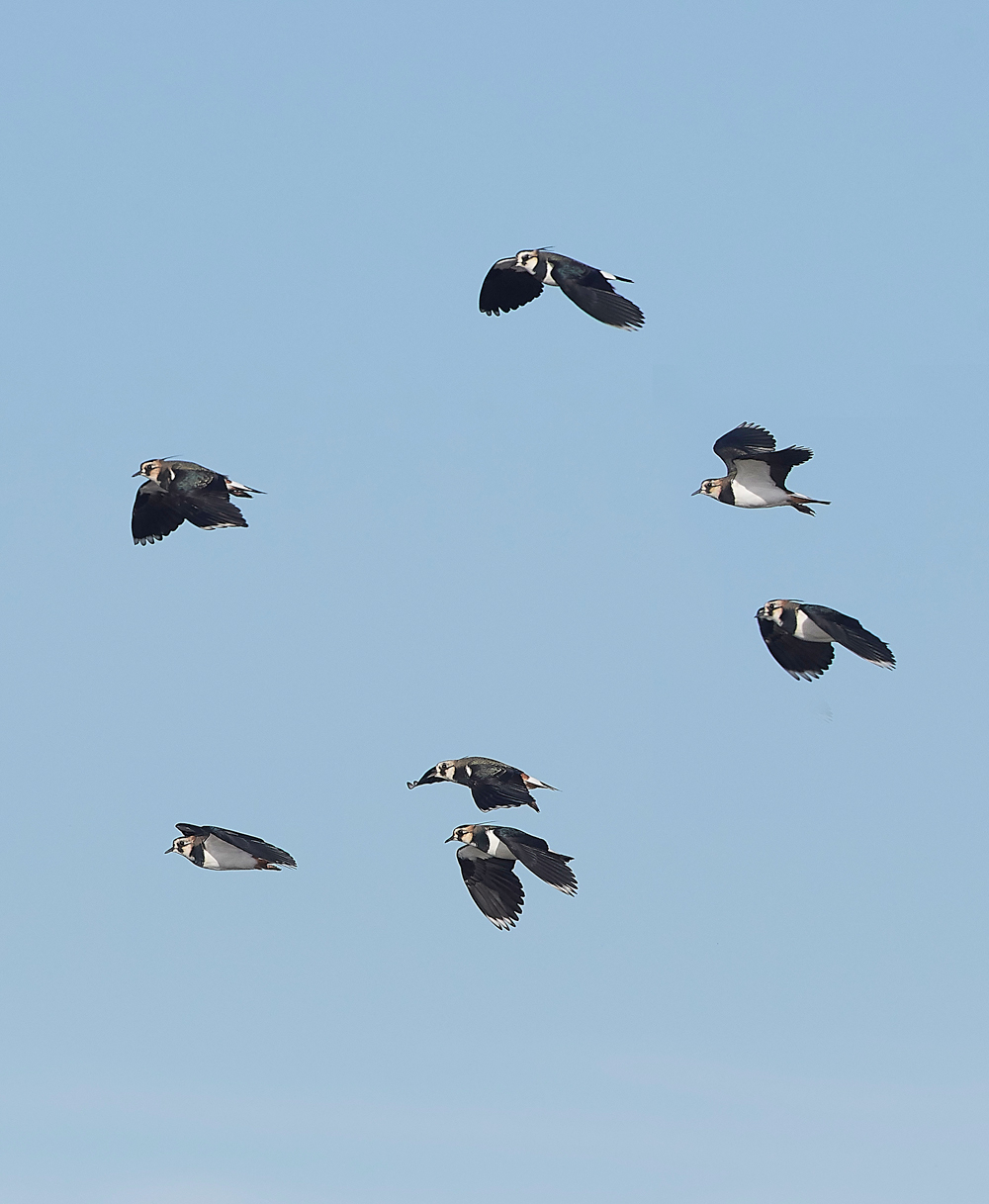 CleyLapwing241018-3