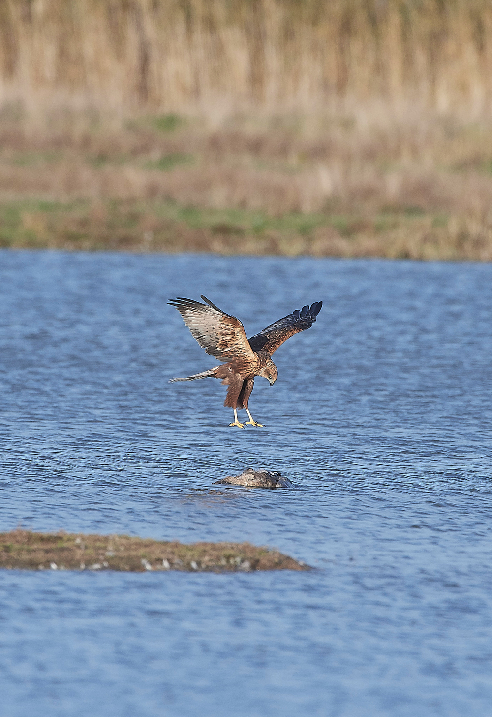 CleyMarshHarrier061118-2