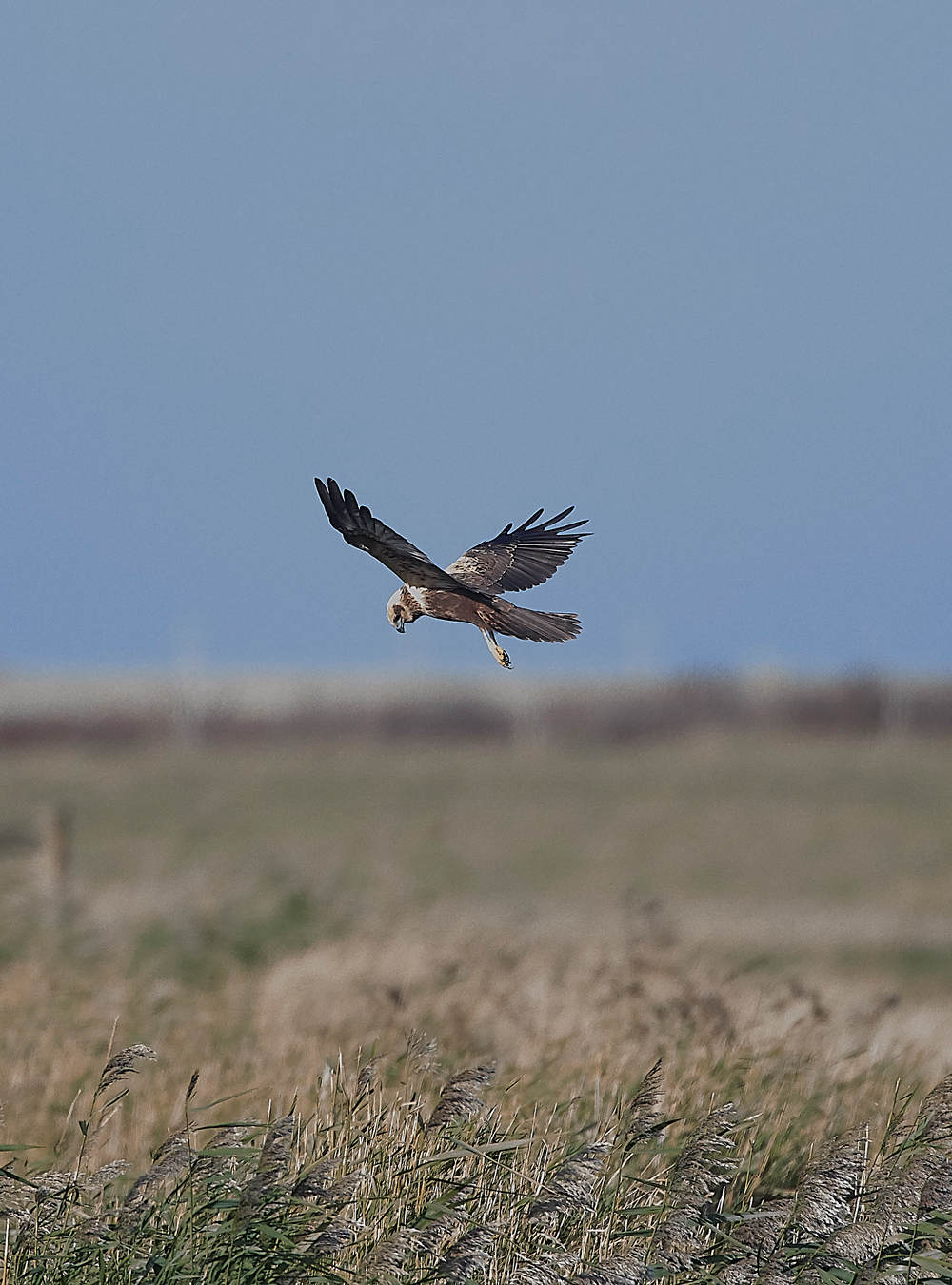 CleyMarshHarrier241018-1