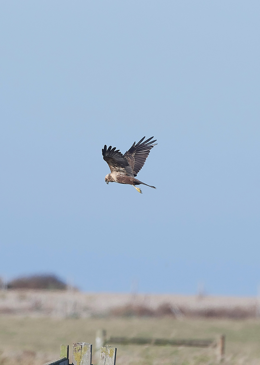 CleyMarshHarrier241018-2